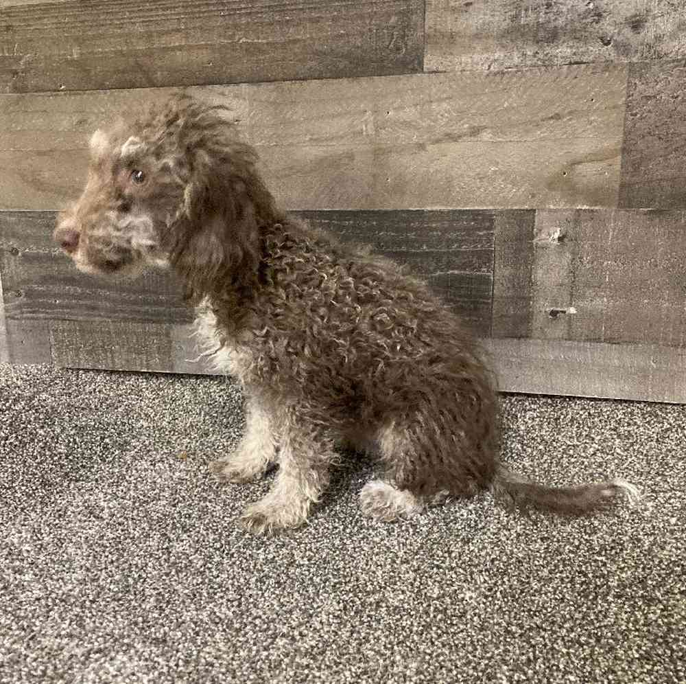 Female Mini Bernedoodle Puppy for Sale in Troy, MI