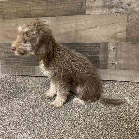 Mini Bernedoodle