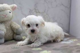 Maltese
