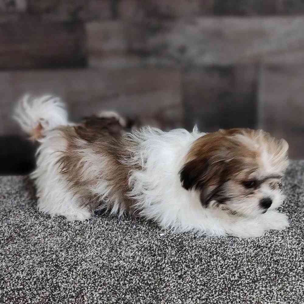 Dogs & Puppies for Sale in Troy, Michigan | The Family Puppy