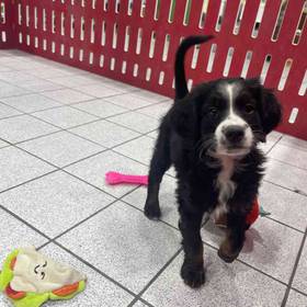 Mini Bernedoodle