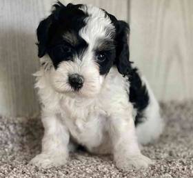 Cockapoo