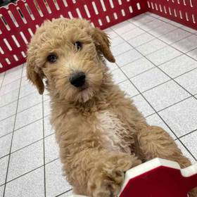 Goldendoodle