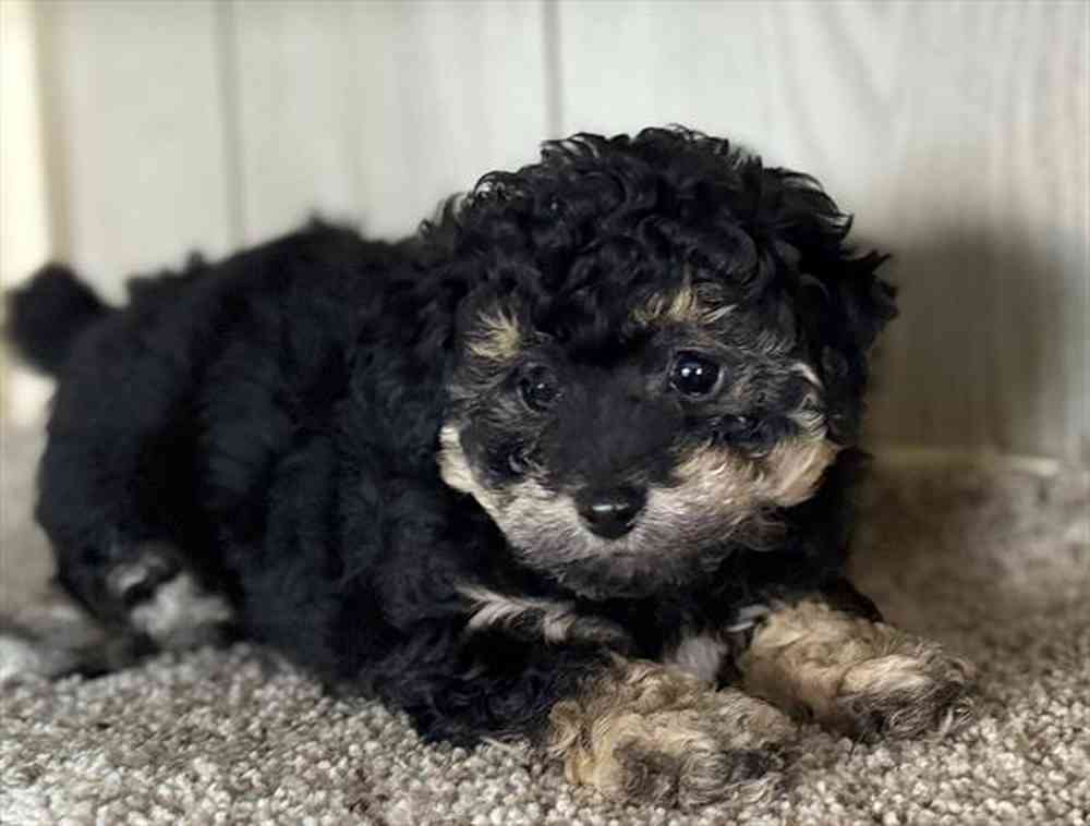 Image of a pet breed in the gallery