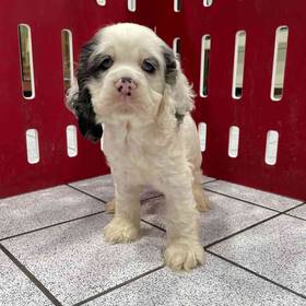Cocker Spaniel