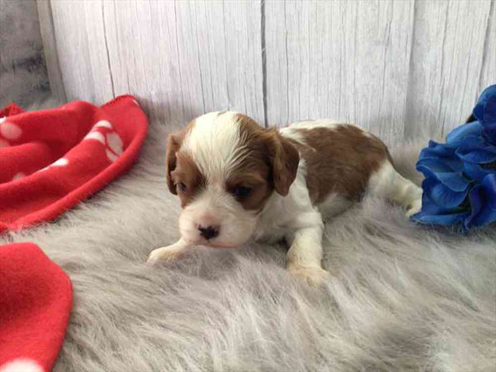 Cavalier King Charles Spaniel