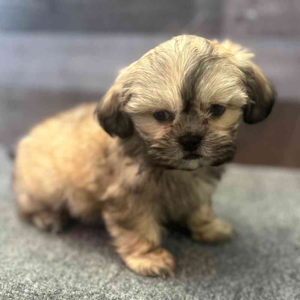 Image of a pet breed in the gallery