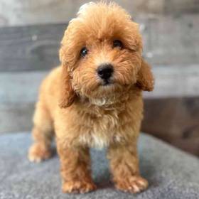 Mini Poodle