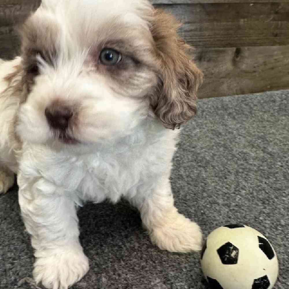 Male Shihpoo Puppy for Sale in Troy, MI