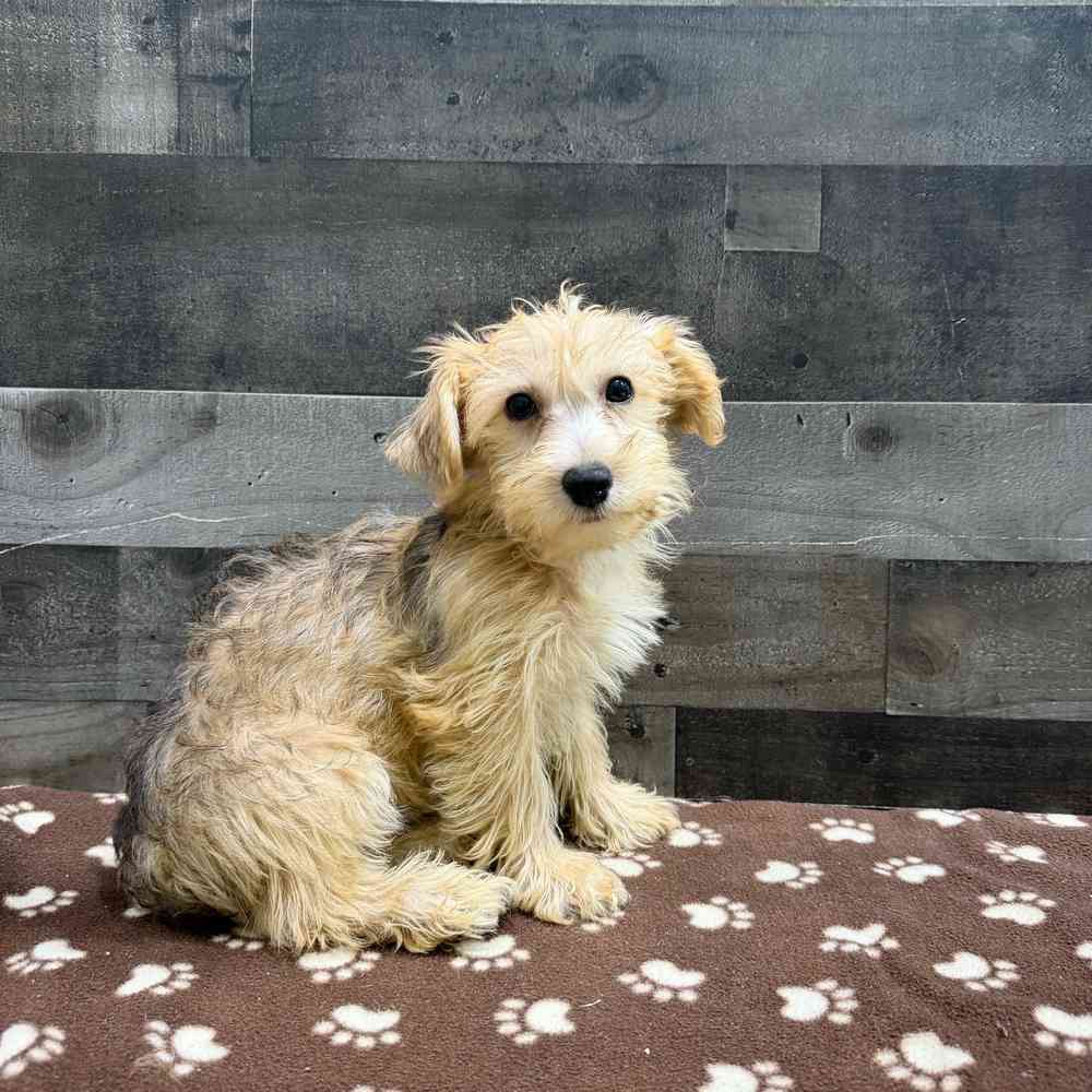 Image of a pet breed in the gallery