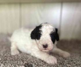 Mini Bernedoodle