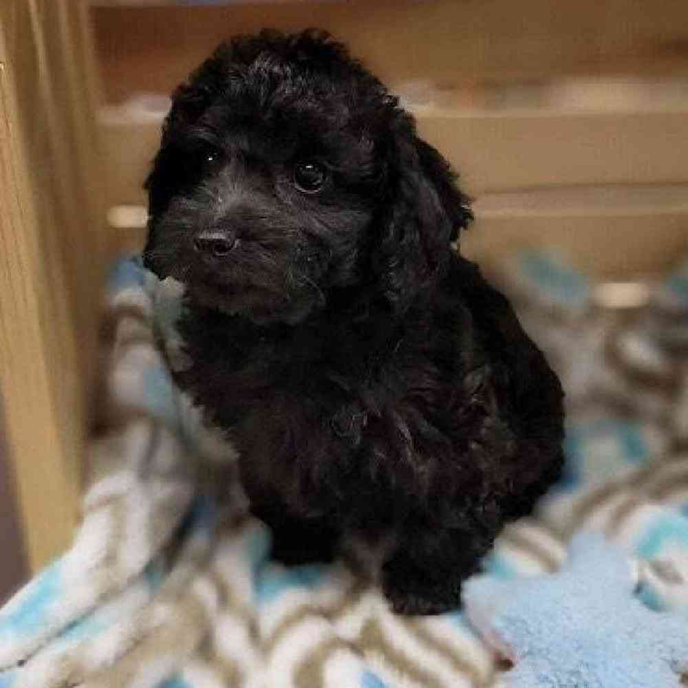 Male Poodle Toy Puppy for sale