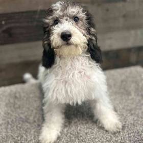 Mini Bernedoodle