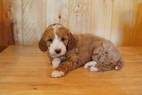 Mini Goldendoodle
