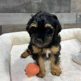 Cavapoo
