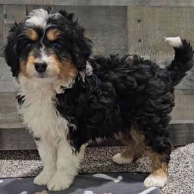 Aussiedoodle