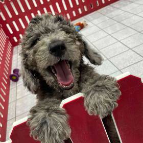 Mini Goldendoodle