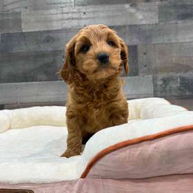 Cavapoo