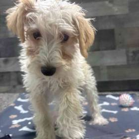 Schnoodle