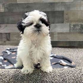 Shih Tzu