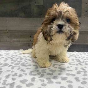 Shih Tzu-Bichon