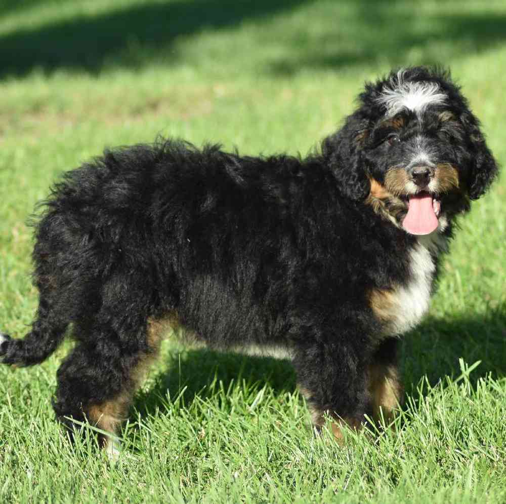 Male Mini Bernedoodle Puppy for sale