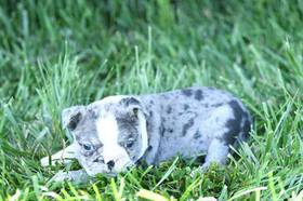 Boston Terrier