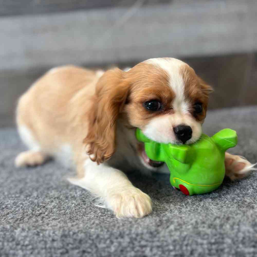 pet breed image