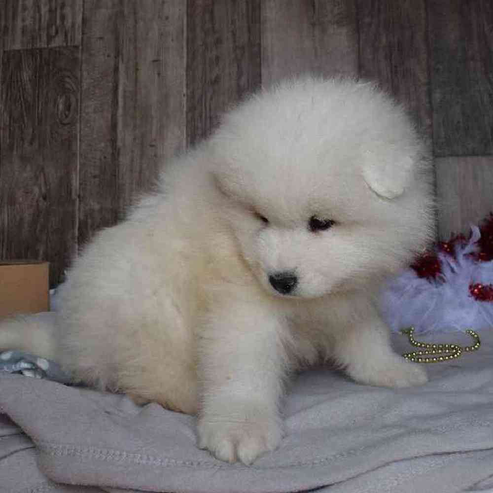 Male Samoyed Puppy for sale