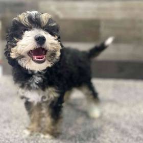 Mini Bernedoodle