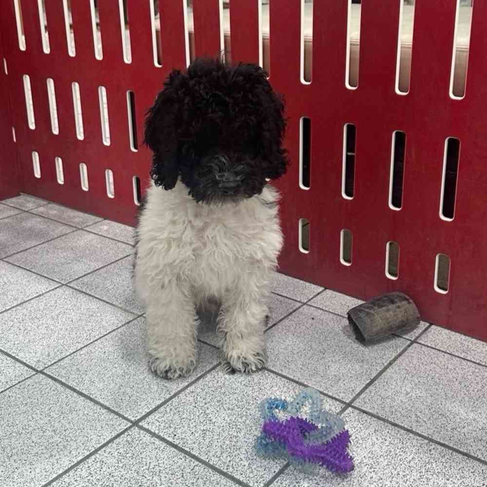 Loki
