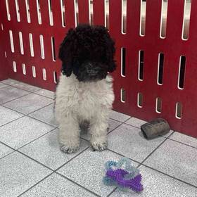 Cavapoo