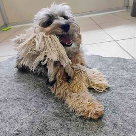 Yorkie-Poo