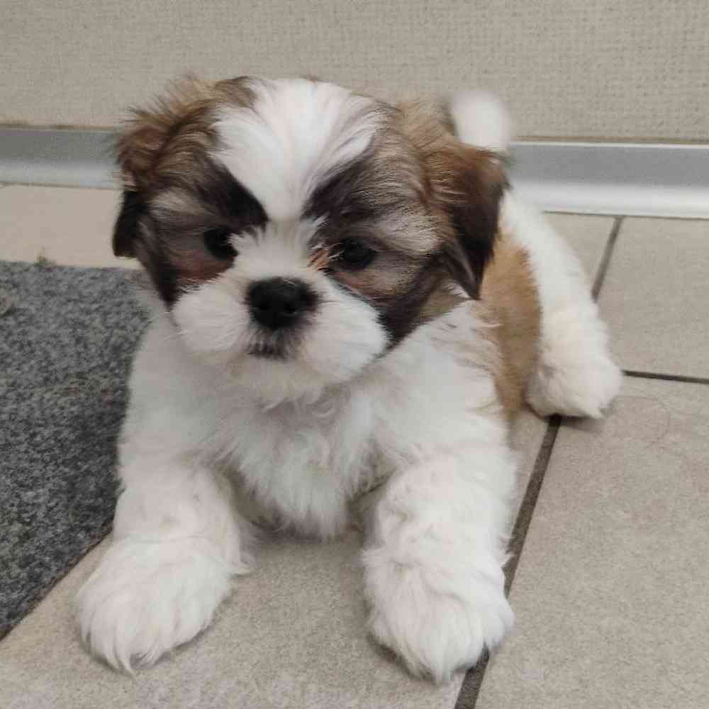 Puppyページです。 Boomer, Male Shih Tzu Puppy for sale in Troy