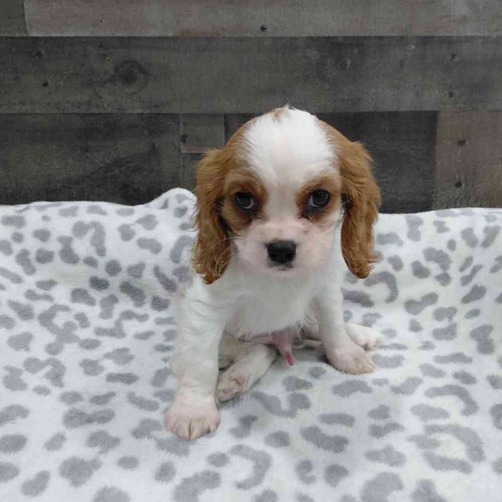 pet breed image