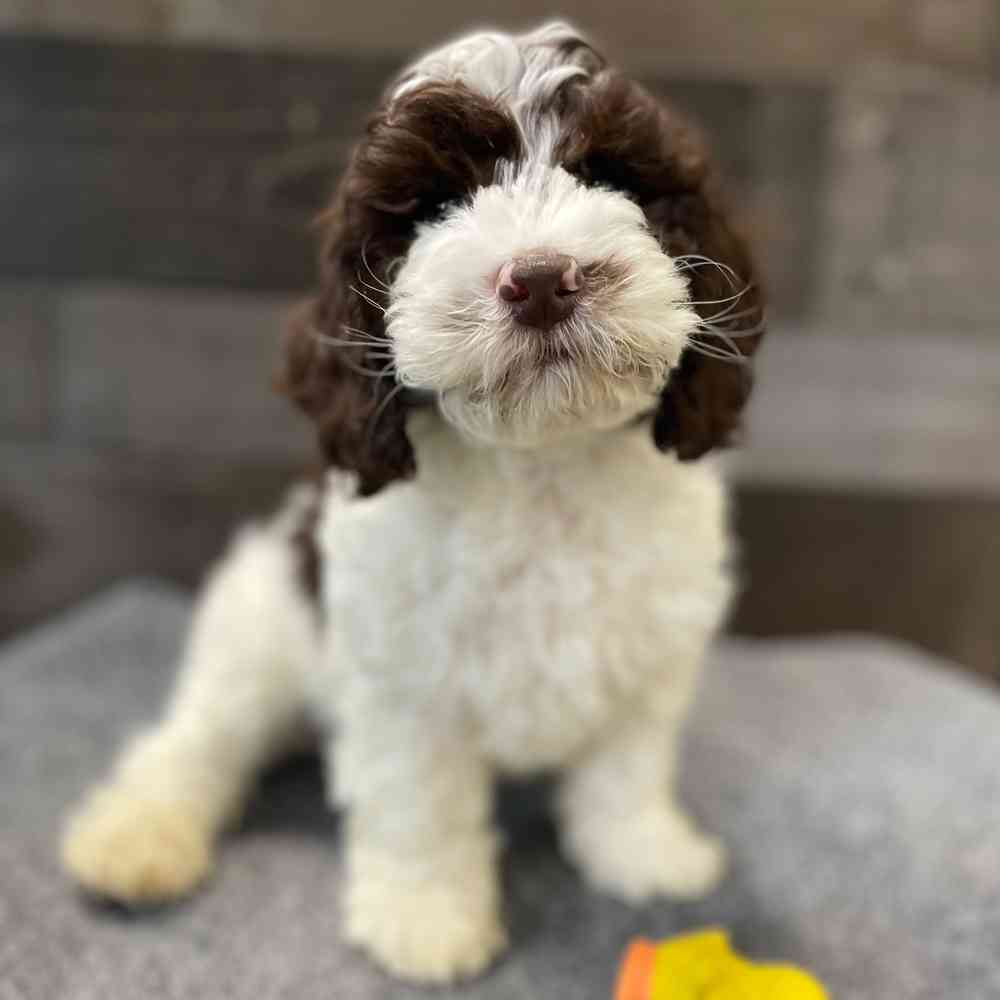 pet breed image