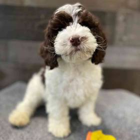 Cockapoo