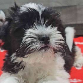 Shih Tzu-Bichon