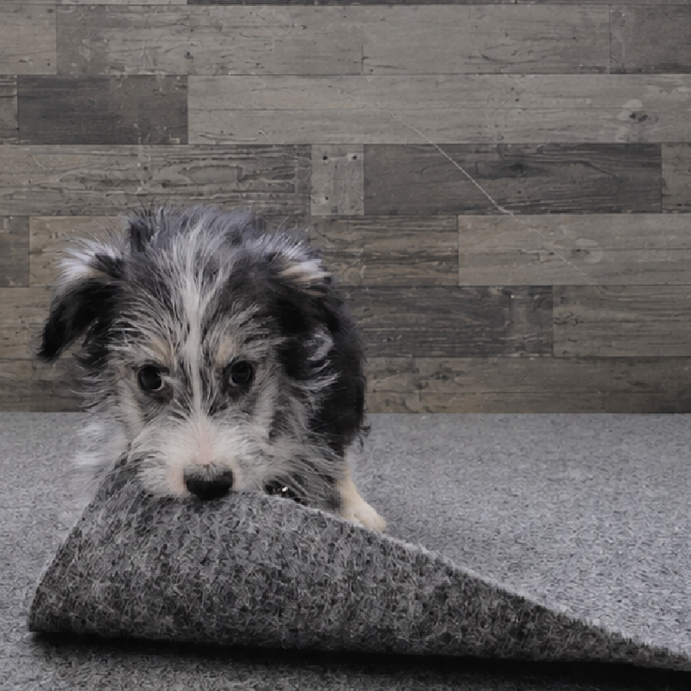 Female Aussiechon Puppy for Sale in Troy, MI