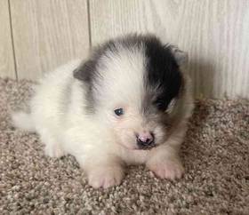 Pomeranian