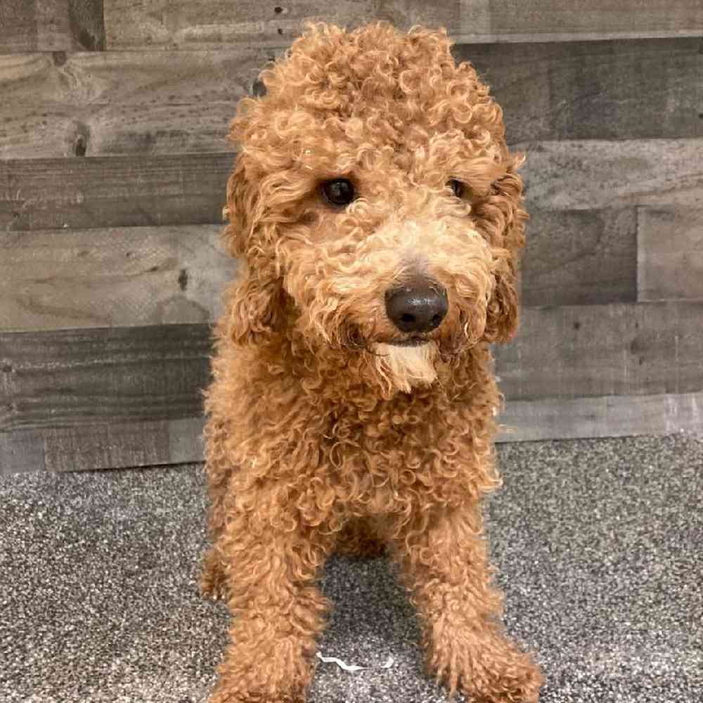 Male Cavapoo Puppy for Sale in Troy, MI