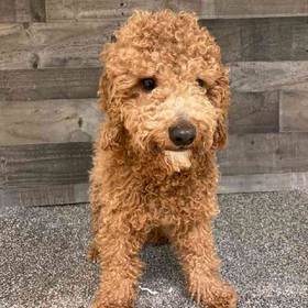 Cavapoo