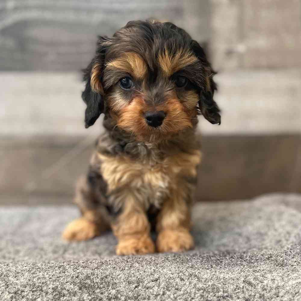Image of a pet breed in the gallery
