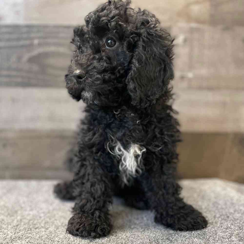 pet breed image