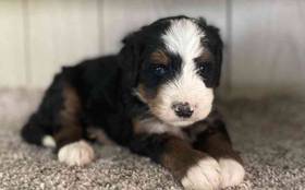 Bernedoodle