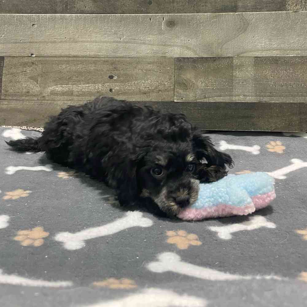 Image of a pet breed in the gallery