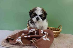 Shih Tzu
