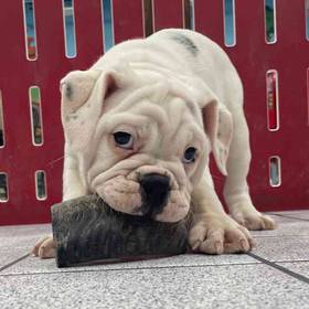 Bulldoggle