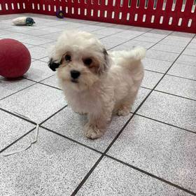 Shihpoo