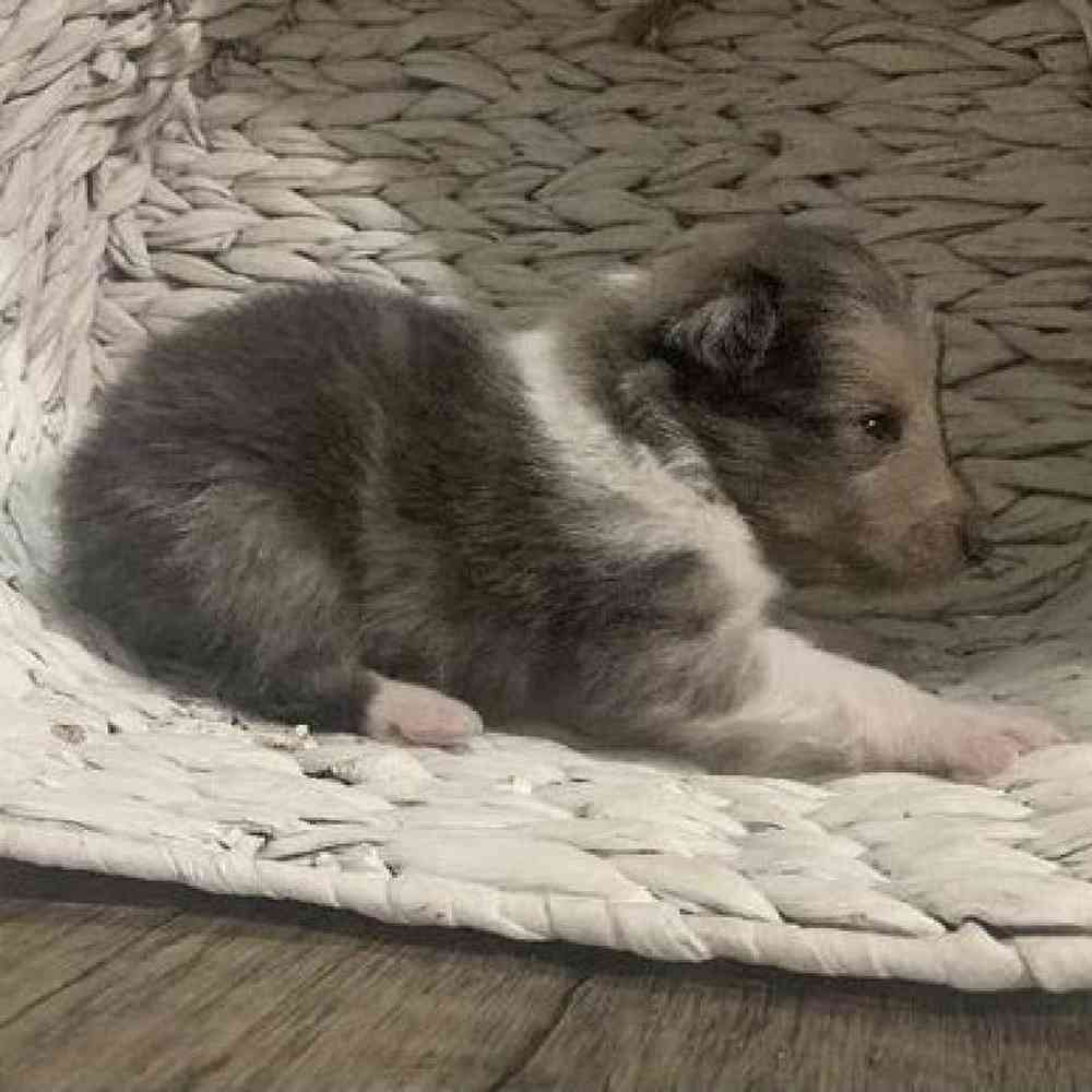 Male Sheltie Puppy for sale